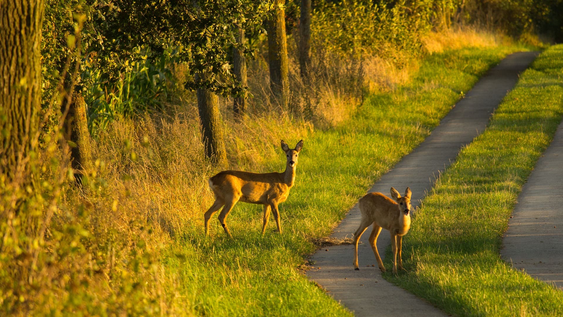 Reh in der Natur