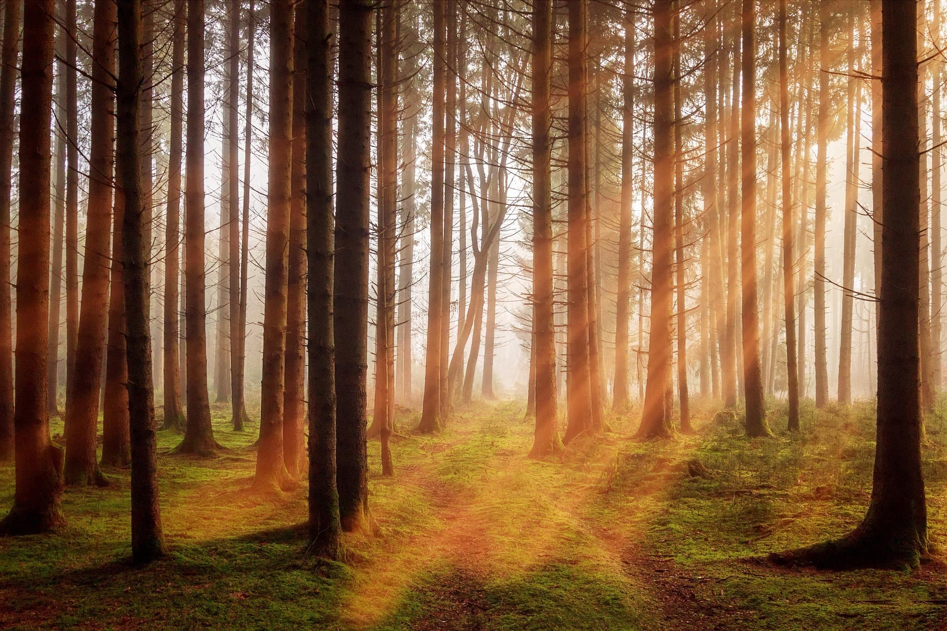 Wald im Nebel