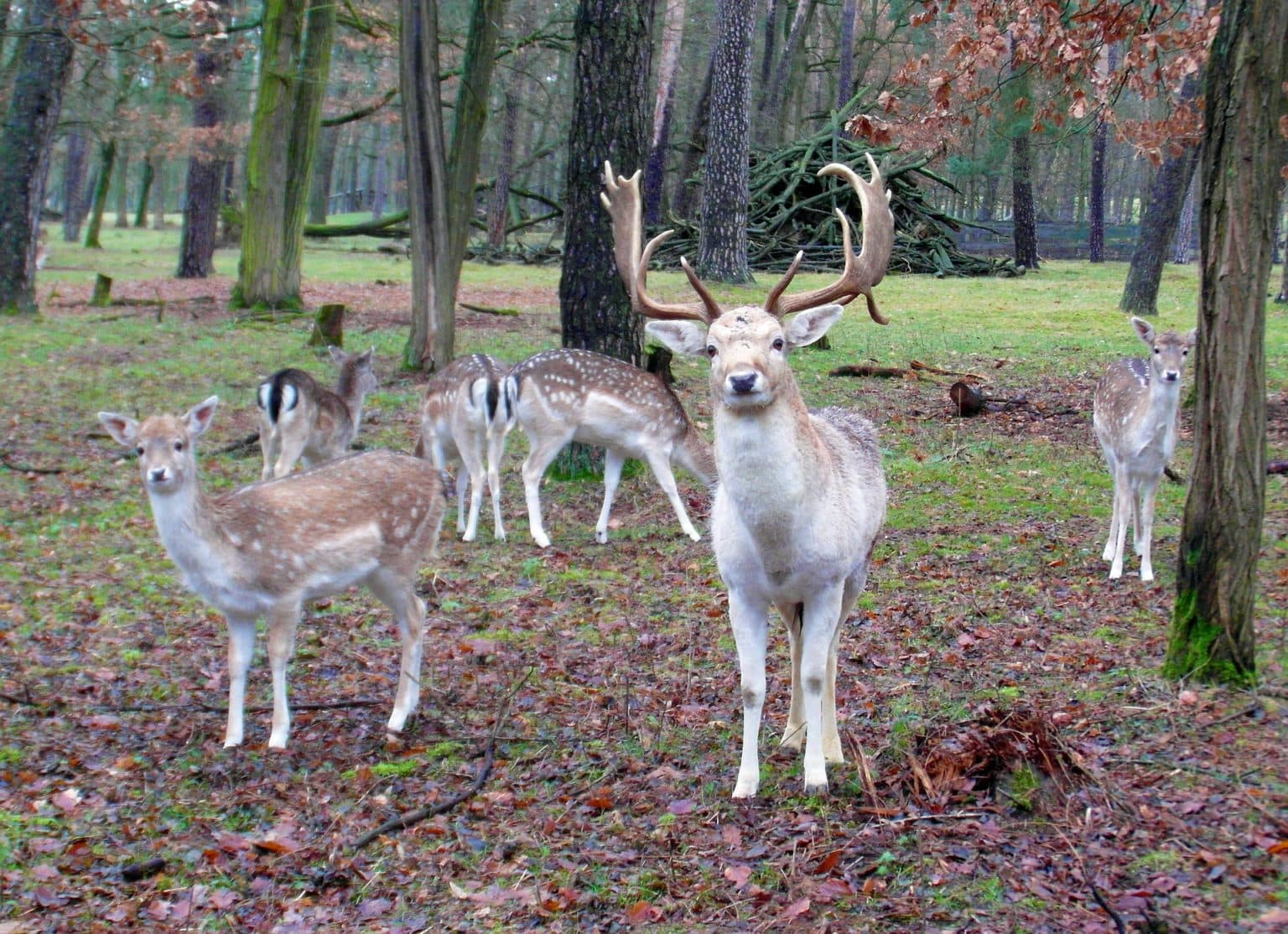 Wildtiere im Revier 1