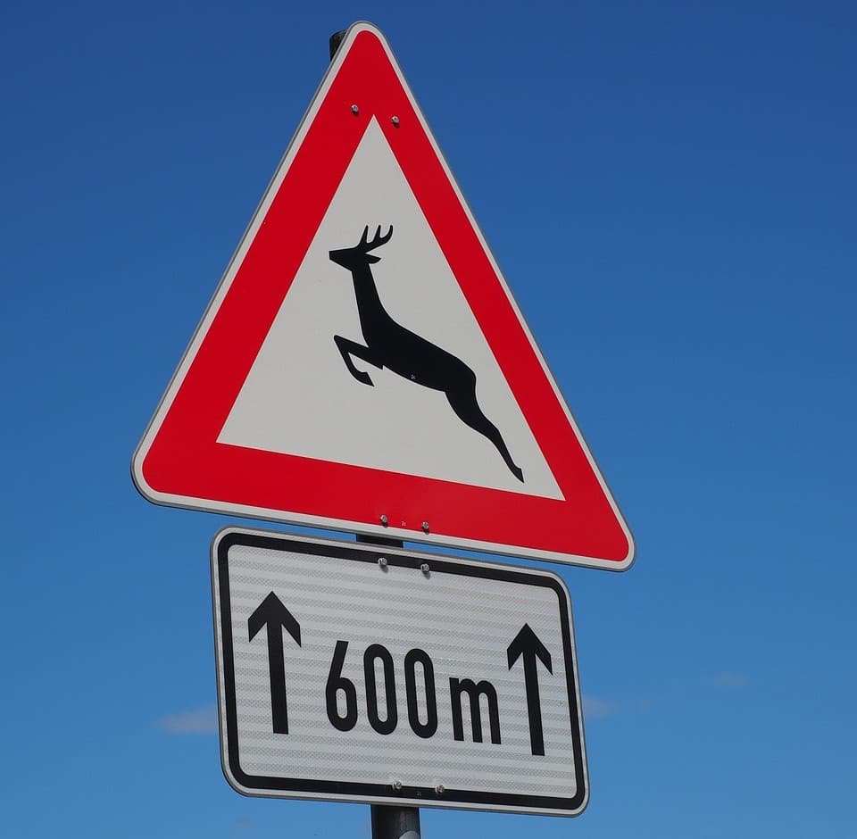 Wildunfall Warnung