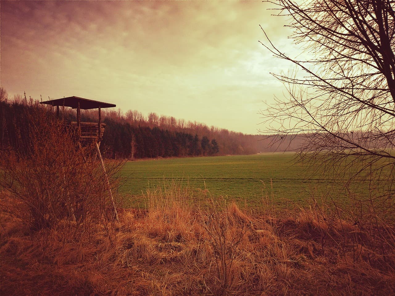 Waldszene